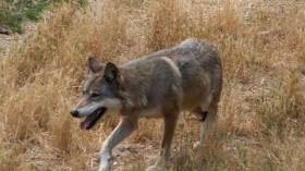 حالات نفوق غير طبيعية للذئاب بغابات باتنة