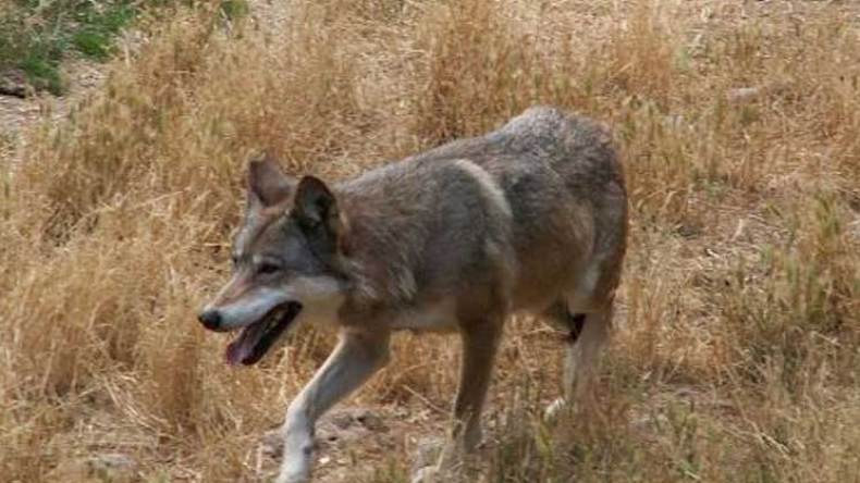 حالات نفوق غير طبيعية للذئاب بغابات باتنة