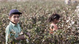 أطفال يجنون المحاصيل تحت شمس محرقة في رمضان بالشلف