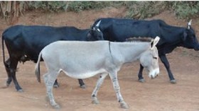 “هامبرغر” بلحم الحمير في جنوب أفريقيا