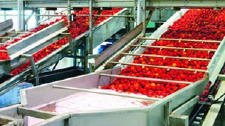 منتجو الطماطم الصناعية يتهمون البنوك بإعاقة الإنتاج المحلي