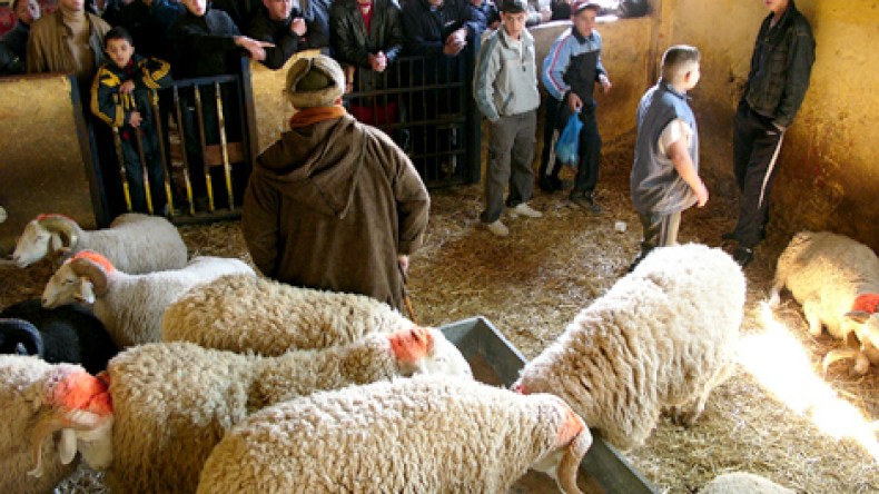 أسعار الأضاحي ستنهار إلى مليوني سنتيم