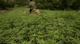 تضاعف كمية القنب الهندي المحجوزة بالجزائر بـ 20 مرة منذ 2003