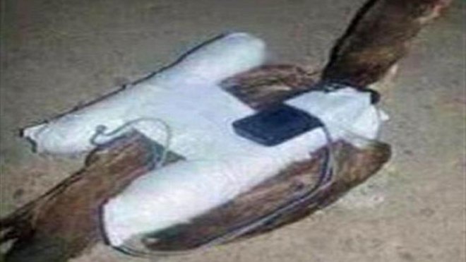 “داعش” توظّف “دجاجا انتحاريا”!!!