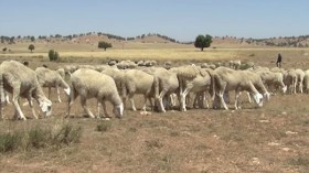 200 موال مهددون بالطرد من أراضيهم ببوقطب