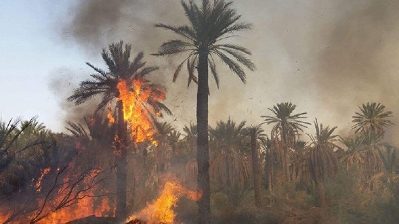 الحرائق تأتي على 110 نخلة مثمرة في الوادي