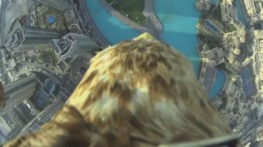 حلق على ظهر صقر فوق دبي .. !