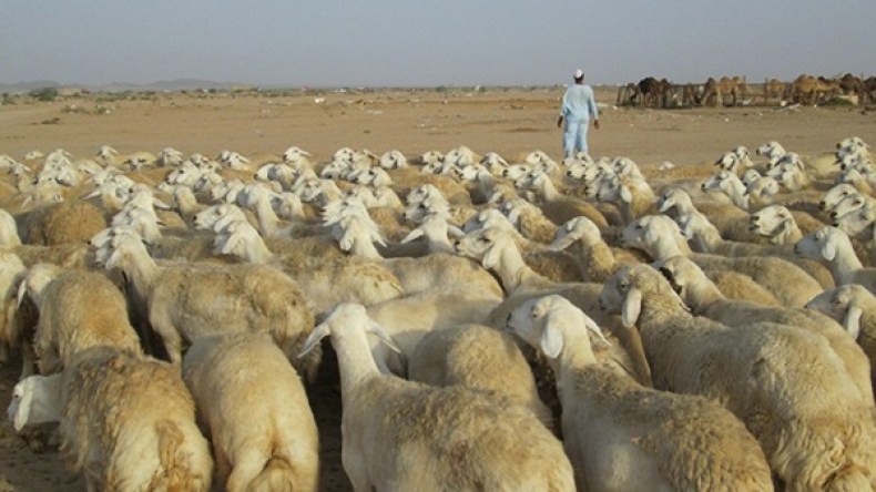 مربو الماشية يدقون ناقوس الخطر بسبب الجفاف في المسيلة