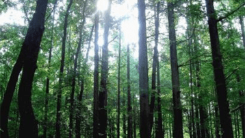 الإعدام لكل من أحرق شجرة!