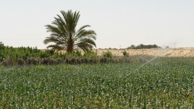 عون بلدي يخرّب مستثمرة فلاحية بإستخدام جرّافة بلدية غرداية