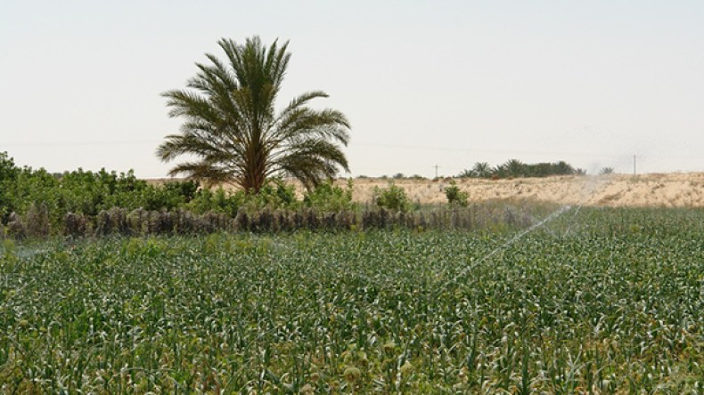 عون بلدي يخرّب مستثمرة فلاحية بإستخدام جرّافة بلدية غرداية
