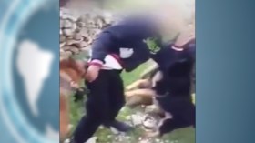 كلاب إسرائيلية تنهش طفل فلسطيني