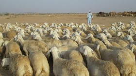 عصابة تسطو على 80 رأسا من الغنم بالمسيلة
