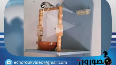 عصفور يشرب الماء بطريقة حضارية