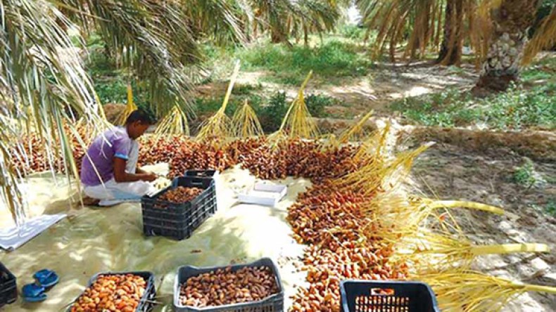 فشل حملة مكافحة “البوفروة” هذه السنة بالوادي