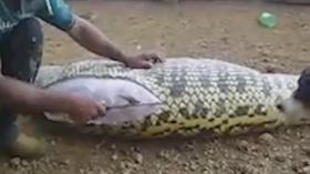 استخراج حيوان الكابيبارا من بطن أناكوندا بعد قتلها بفنزويلا !