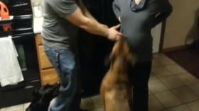 كلب يدافع عن امرأة حامل