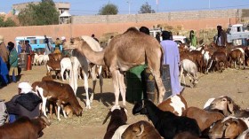 حملات تحسيسية حول مرض حمى الوادي المتصدع بإيليزي