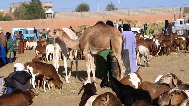 حملات تحسيسية حول مرض حمى الوادي المتصدع بإيليزي