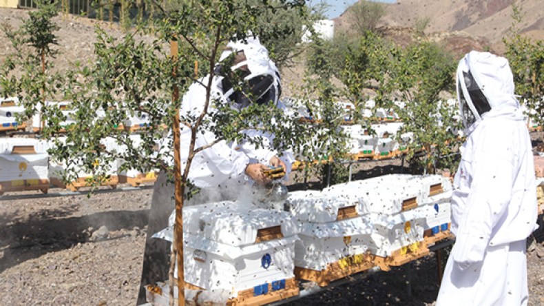 مشاكل وصعوبات جمة تعترض مربو النحل ومنتجو العسل