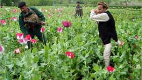 المغرب أكبر منتج للحشيش في العالم