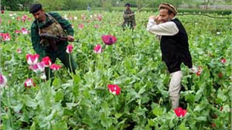 المغرب أكبر منتج للحشيش في العالم