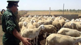 إرهابي تائب ضمن عصابة سرقت مواشٍ في تيارت!