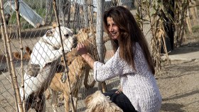 سيدة تسخر مالها ووقتها من أجل “الحيوانات الضالة”