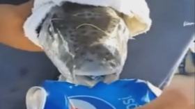 سمكة الأرنب السامة .. خطر لا حدود له !