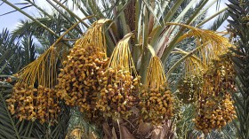 “البوفروة” يهدد منتج التمور بأدرار