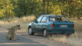 الشرطة البريطانية تبحث عن أسد فار