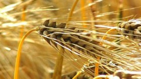 الجفاف يهدد إنتاج الحبوب والموالون يهربون بمواشيهم الى الولايات الشمالية