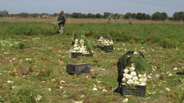Lack of Labor in Agriculture to cause a crisis of Products in markets