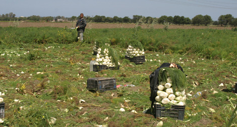 Lack of Labor in Agriculture to cause a crisis of Products in markets