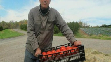 Italy:Algerians work in agriculture, animal husbandry and alcoholics' industry