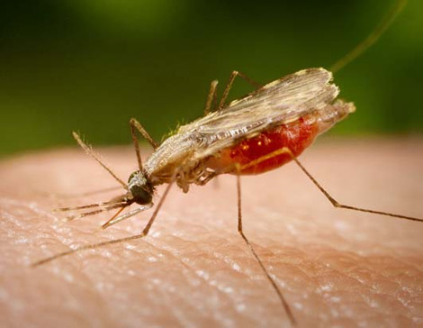 Algérie: La Paludisme entre la phase de l'épidémie