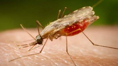 Malaria outbreak turns into a sheer epidemic in Algeria