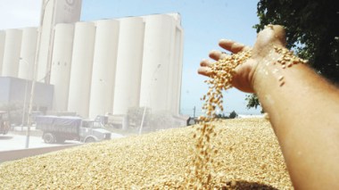 7,500 quintals of rotten wheat at the stores of farming cooperatives of grain and dry beans