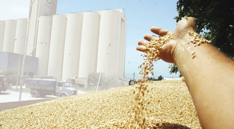 7,500 quintals of rotten wheat at the stores of farming cooperatives of grain and dry beans