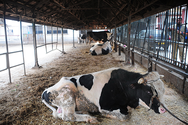 La  France met en garde contre la fièvre aphteuse en Algérie