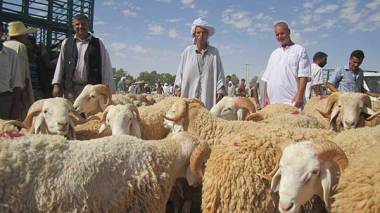 Bouazghi : «Des points de vente dans les grandes villes pour organiser le Cheptel »