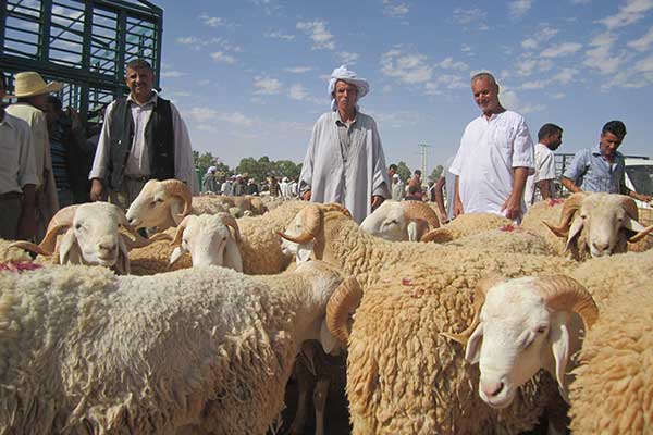 Bouazghi : «Des points de vente dans les grandes villes pour organiser le Cheptel »