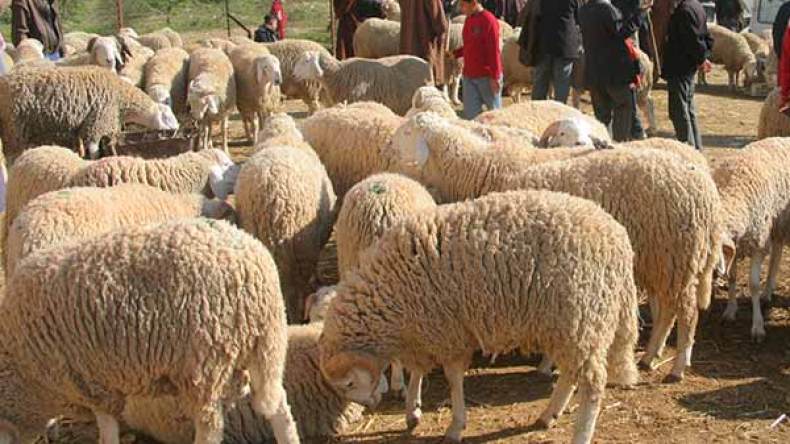 التهاب أسعار الأضاحي والملابس عشية عيد الأضحى ببجاية