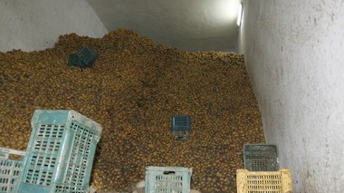 Cnes: “La pomme de terre pour faire face à la crise pétrolière !”