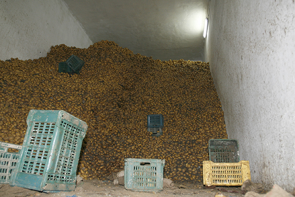 Cnes: “La pomme de terre pour faire face à la crise pétrolière !”