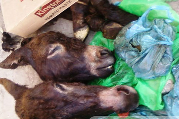 Des têtes d’âne découvertes à Tizi Ouzou