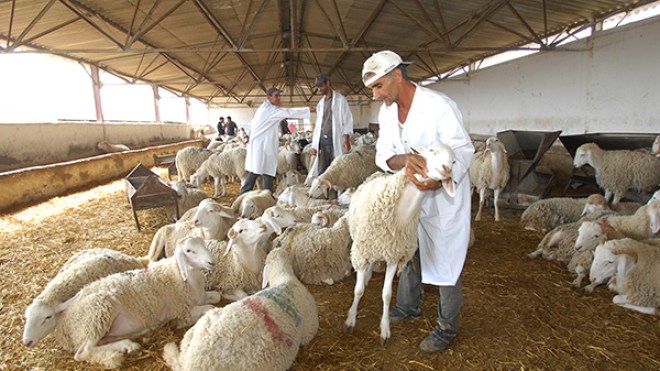 بياطرة يمنعون  تداول الأدوية بين المربين