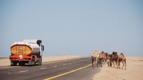 أحزمة عاكسة للضوء وطلاء رؤوس الإبل إجباري بورقلة