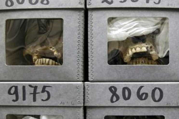 Restitution des Cranes : La France à la recherche d’une demande officielle algérienne