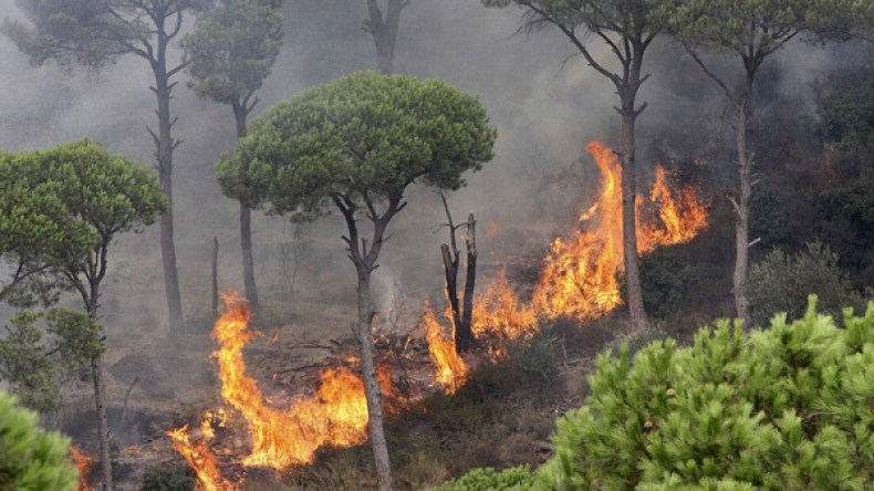 النيران التهمت 3906 هكتار من الغطاء النباتي